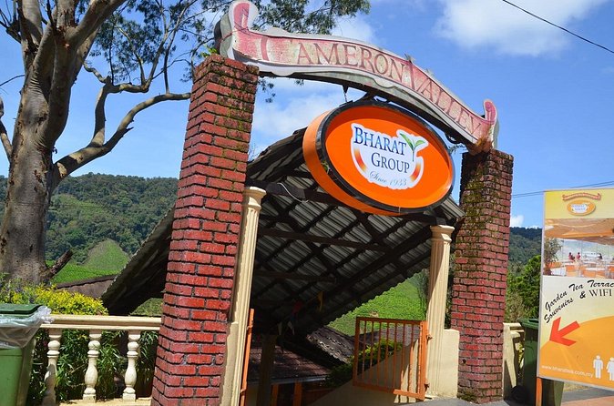 Elevate Your Senses: A Day of Wonders in Cameron Highlands! - A quick look at Raju Hill Strawberry Farm