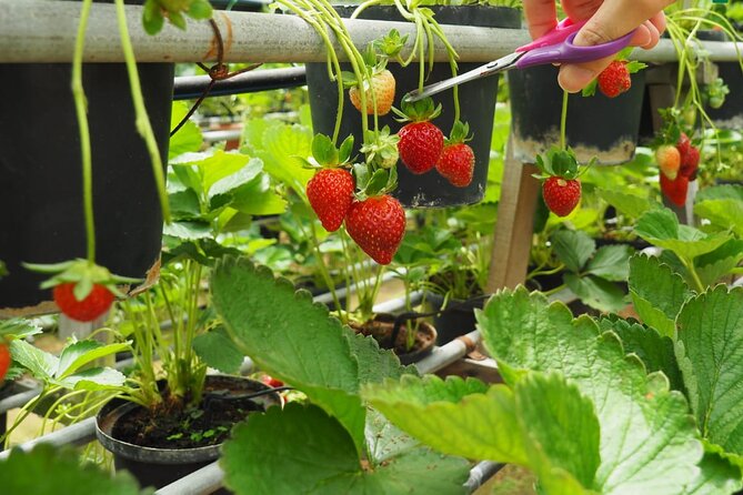 Elevate Your Senses: A Day of Wonders in Cameron Highlands! - What the $93.49 price really covers