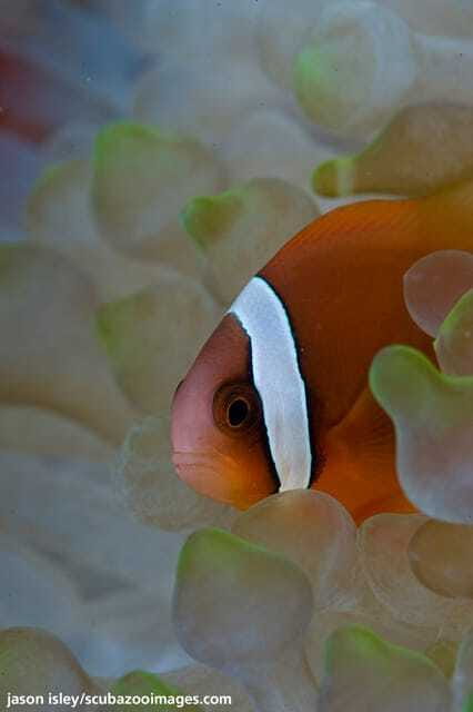 Enjoy 3 Fun Dives in Kota Kinabalu | Certified Divers - Meeting at 8:45am at DBKK Jetty