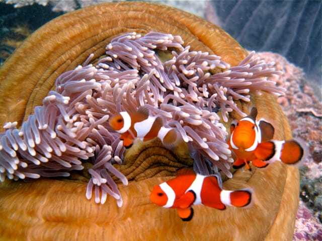 Enjoy 3 Fun Dives in Kota Kinabalu | Certified Divers - What to bring and how to plan the day