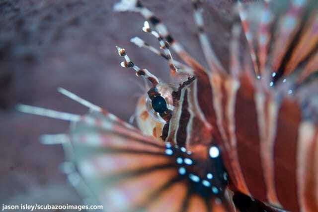 Enjoy 3 Fun Dives in Kota Kinabalu | Certified Divers - The first session: gear checks and reef time