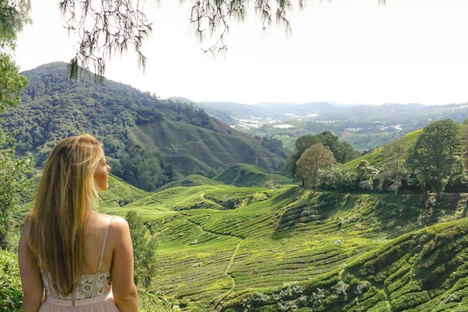 Explore Cameron Highlands: Full-Day Tour with Scenic Batu Caves - The long climb north to Cameron Highlands