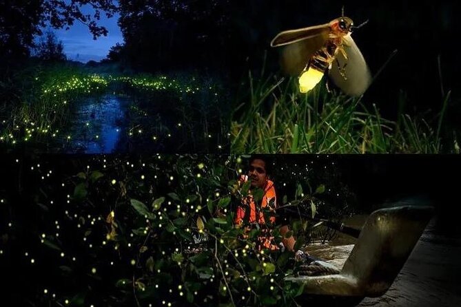 Fireflies & Silver leaf monkey Gazing tour - An evening escape from Kuala Lumpur