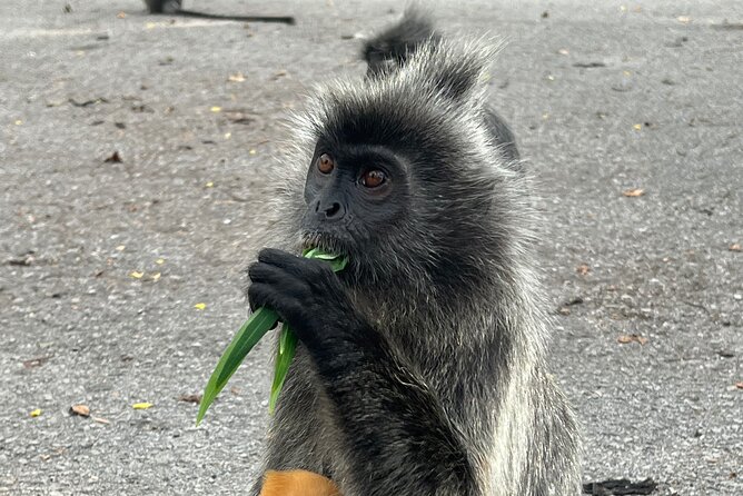 Fireflies & Silver leaf monkey Gazing tour - Sri Shakti Temple in 20 minutes