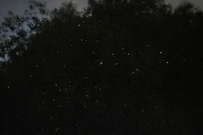 Fireflies & Silver leaf monkey Gazing tour - Blue Tears and eagle feeding: extras to weigh carefully