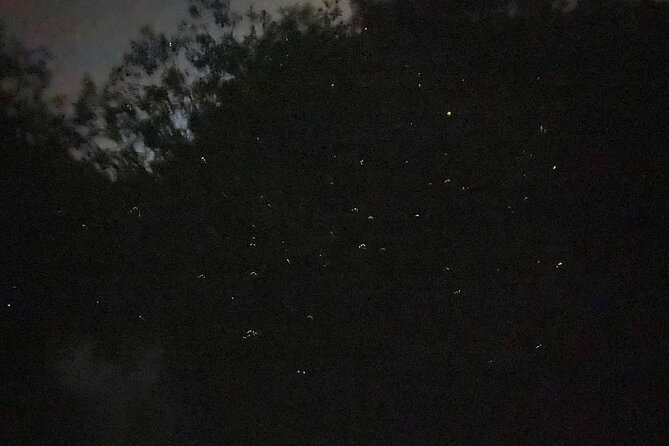 Fireflies & Silver leaf monkey Gazing tour - Dinner at the fishing village