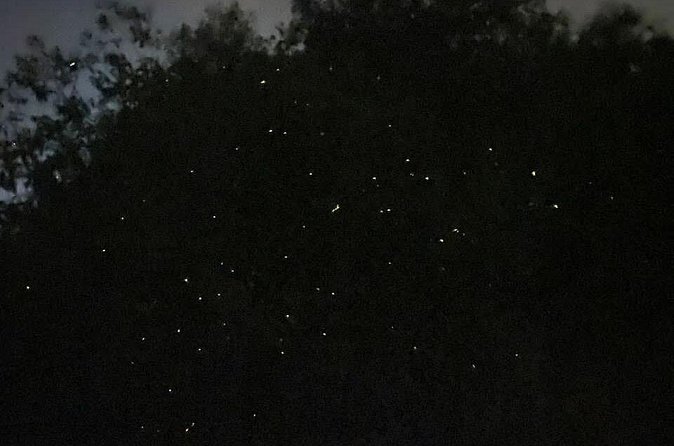 Fireflies & Silver leaf monkey Gazing tour - Comfort, timing, and value at $57.27