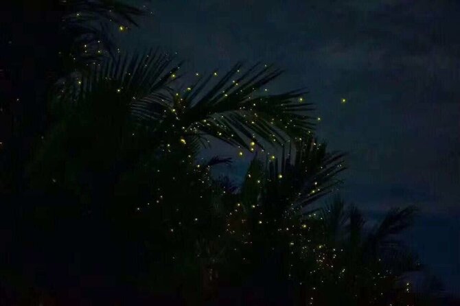 Fireflies & Silver leaf monkey Gazing tour - The Kampung Kuantan firefly boat ride