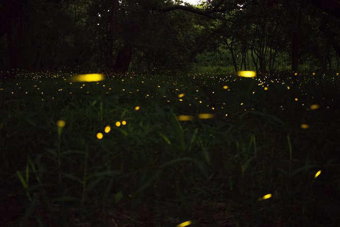 Fireflies Tour in Cherating - Why the mangroves matter to this experience
