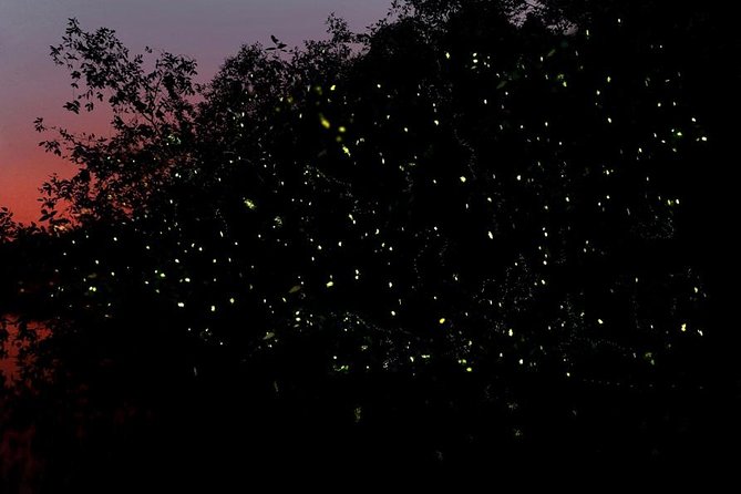 Firefly Tour Johor Bahru@Kota Tinggi Firefly Park - The Fireflies Are the Main Event