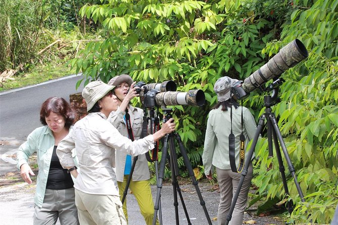 Fraser's Hill Bird-Watching & Nature Sightseeing Tour from Kuala Lumpur - Why Fraser’s Hill works as a morning escape