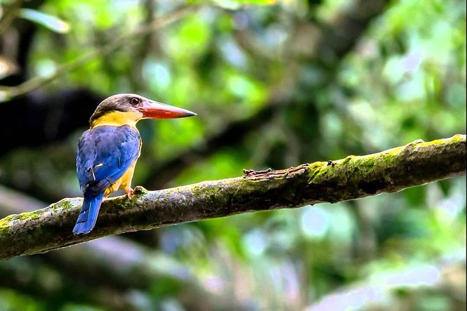 Fraser's Hill Bird-Watching & Nature Sightseeing Tour from Kuala Lumpur - Bukit Fraser and the first bird-watching hours