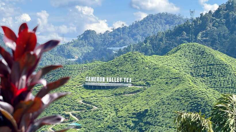 From Kuala Lumpur: Cameron Highlands Day Tour with Lunch - Key points to know before booking
