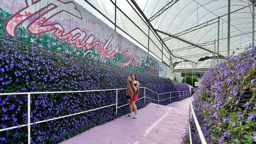 From Kuala Lumpur: Cameron Highlands Day Tour with Lunch - Farms and mountain produce at Ladang Soon Cheong