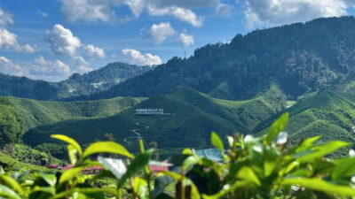 Cameron Highlands Day Tour with Lunch