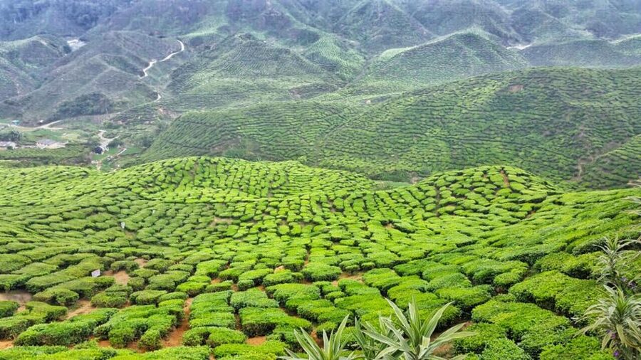 From Kuala Lumpur: Cameron Highlands Day Tour with Lunch - What the guides add to the day