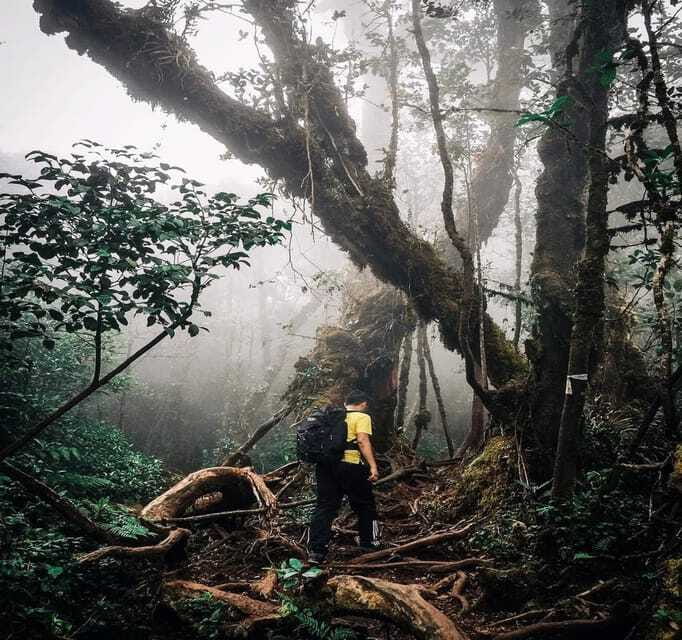 From Kuala Lumpur: Cameron Highlands Day Trip with Transfers - Is $118 good value?