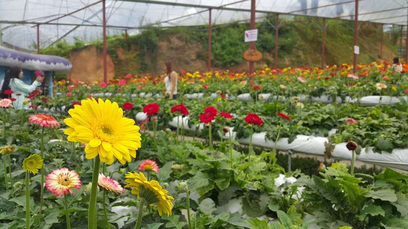 From Kuala Lumpur: Cameron Highlands Full-Day Tour - Key points to know before you book