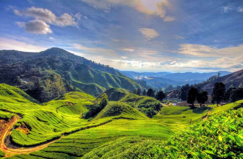 From Kuala Lumpur: Cameron Highlands Full-Day Tour - The Orang Asli visit, when available