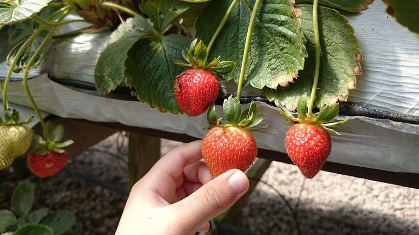From Kuala Lumpur: Cameron Highlands Full-Day Tour - Rose Valley and Raju’s Hill Strawberry Farm