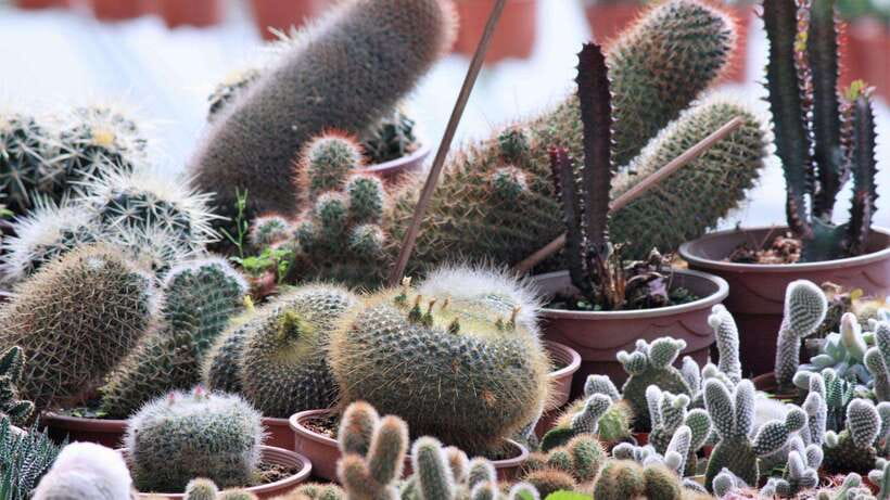 From Kuala Lumpur: Cameron Highlands Full-Day Tour - Butterflies, vegetables, honey, and cactus