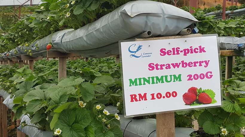 From Kuala Lumpur: Cameron Highlands Full-Day Tour - What the day feels like in practice