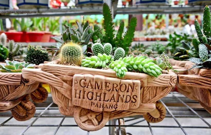 From Kuala Lumpur: Cameron Highlands Full-Day Tour - Who will enjoy this tour most