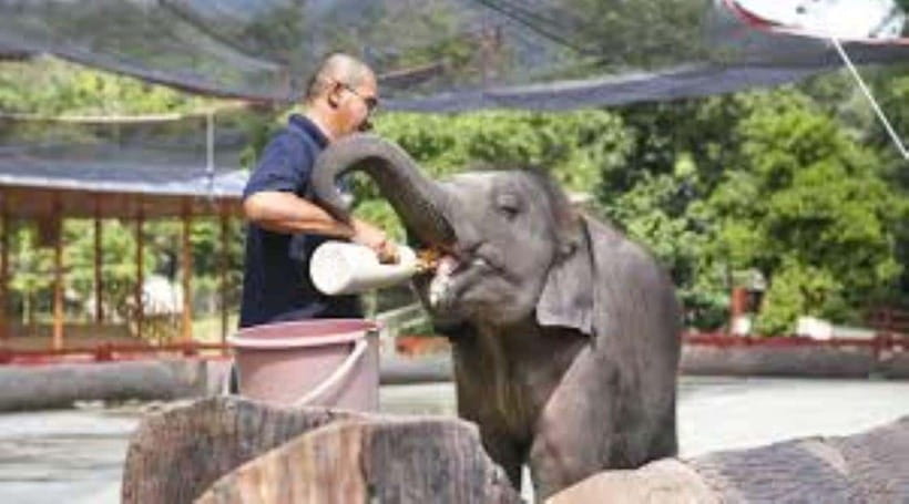 From Kuala Lumpur: Elephant Sanctuary Guided Tour - Inside Kuala Gandah National Elephant Conservation