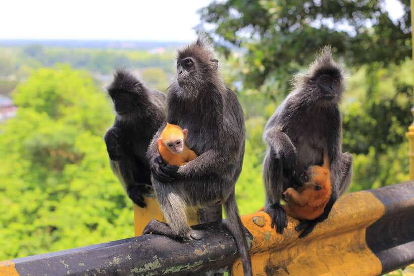 From Kuala Lumpur: Fireflies Tour and Seafood Dinner - Key points to know before booking