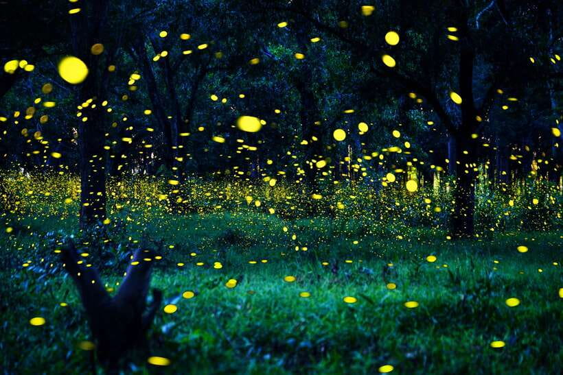 From Kuala Lumpur: Fireflies Tour and Seafood Dinner - The private drive and the value of a six-hour outing