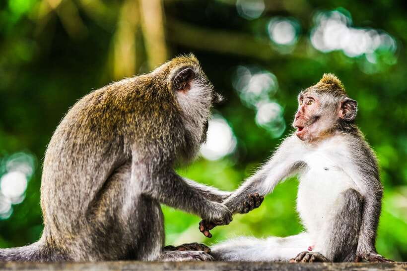 From Kuala Lumpur: Full-Day Taman Negara National Park - Why Taman Negara Works as a Long Day Trip