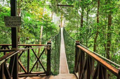 Full-Day Taman Negara National Park
