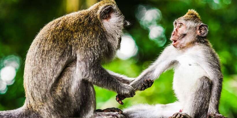 From Kuala Lumpur: Full-Day Taman Negara National Park - Kampung Kuala Tahan and Riverside Lunch