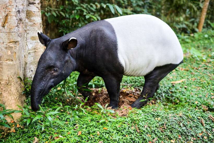 From Kuala Lumpur: Full-Day Taman Negara National Park - The Long Ride Back to Kuala Lumpur