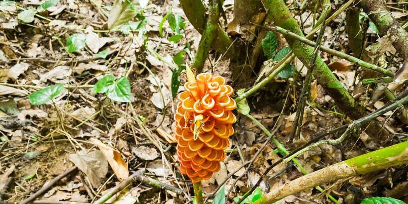 From Kuala Lumpur: Full-Day Taman Negara National Park - Who Should Book This Tour