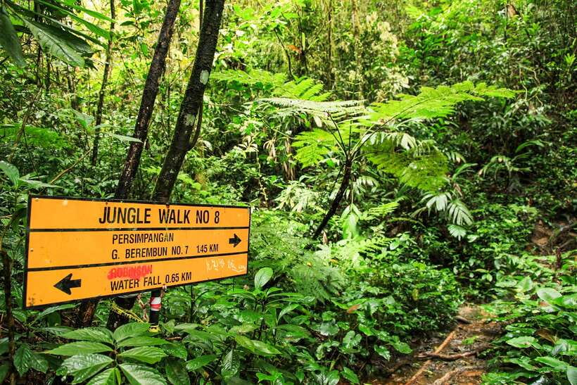 From Kuala Lumpur: Full-Day Taman Negara National Park - Final Decision: A Worthwhile but Very Full Day