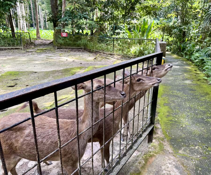 From Kuala Lumpur: Kuala Gandah Elephant Sanctuary Day Trip - Key points at a glance
