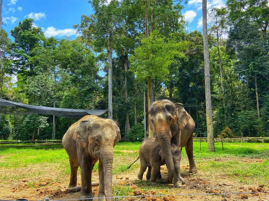 From Kuala Lumpur: Kuala Gandah Elephant Sanctuary Day Trip - The day begins with a long ride from Kuala Lumpur