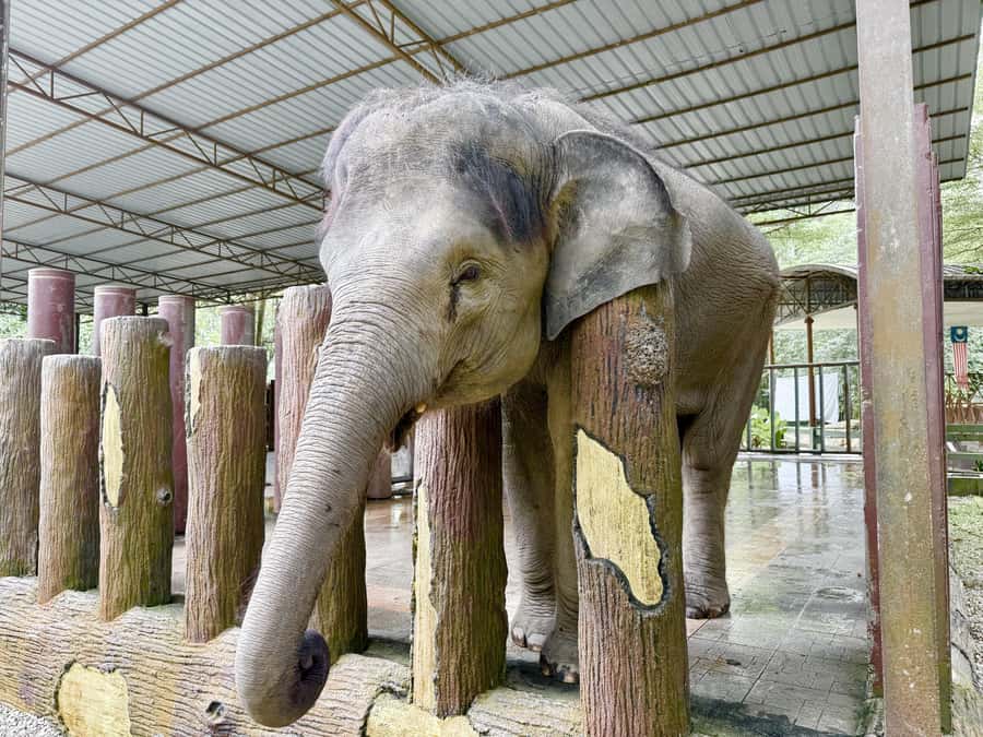 From Kuala Lumpur: Kuala Gandah Elephant Sanctuary Day Trip - Feeding baby elephants is the most personal moment