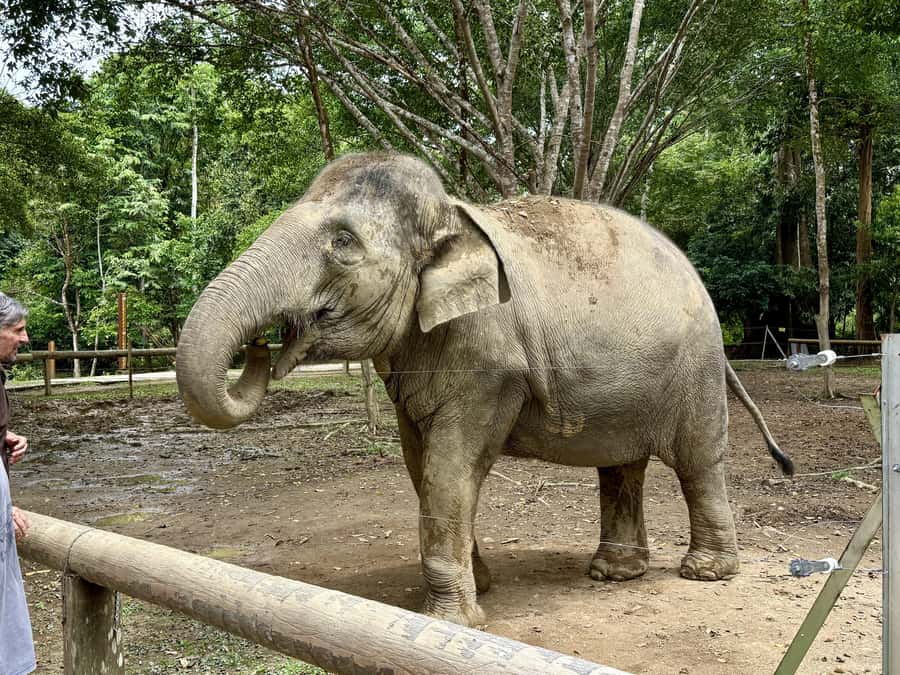 From Kuala Lumpur: Kuala Gandah Elephant Sanctuary Day Trip - Is $57 good value for this day trip?