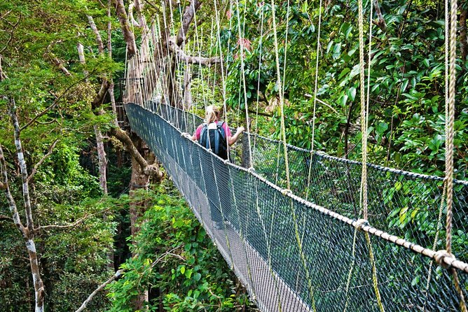 From Kuala Lumpur Taman Negara Day Trip With Lunch - Walking above the trees on the canopy walkway