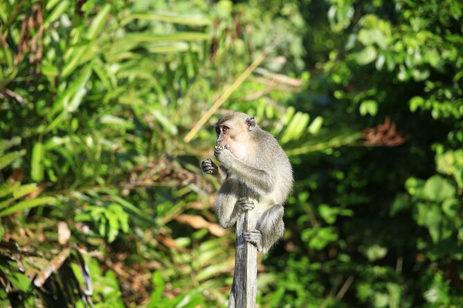 Full Day Bongawan River Cruise with Proboscis Monkey Sightseeing - High tea before the river
