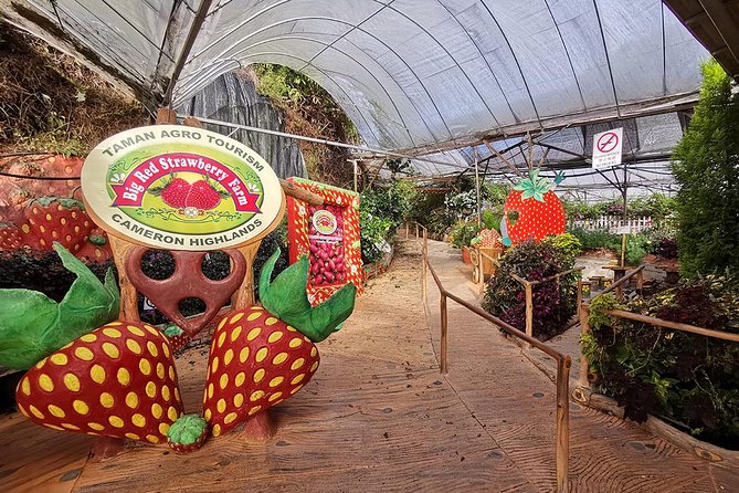 Full-day Cameron Highlands Day Trip from Kuala Lumpur - BOH Tea Plantation is the day’s highlight