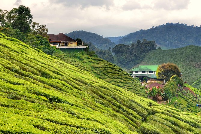 Full-day Cameron Highlands Day Trip from Kuala Lumpur - Cameron Valley Tea is the central stop