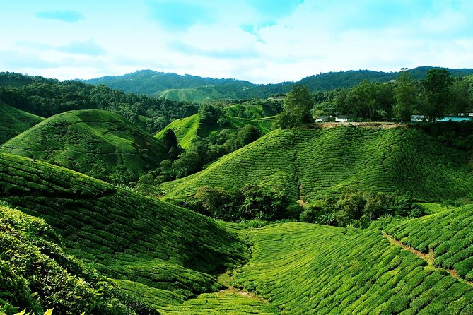 Full Day Cameron Highlands Nature Tour - Picking strawberries in the highlands