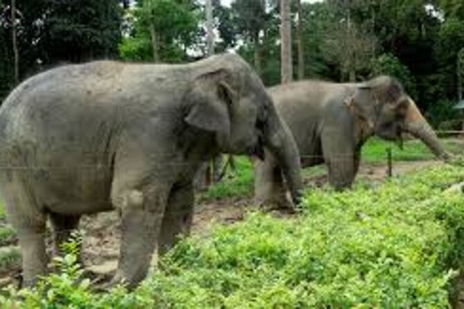 Full Day Elephant Sanctuary Tour with lunch Local food - Key points to know before you book