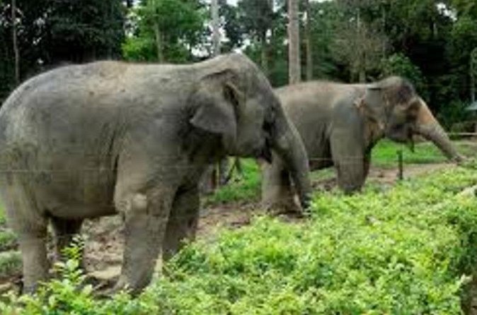 Full Day Elephant Sanctuary Tour with lunch Local food - Kuala Gandah makes this more than a standard city outing
