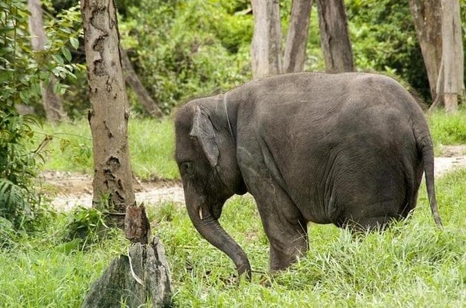 Full Day Elephant Sanctuary Tour with lunch Local food - What you can expect at Kuala Gandah Elephant Sanctuary