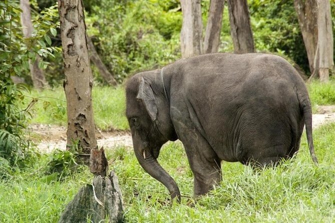Full Day Elephant Sanctuary Tour with lunch Local food - The private drive from Kuala Lumpur