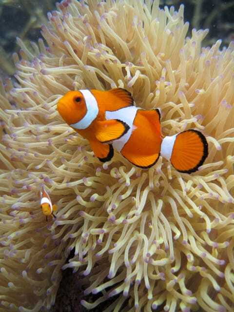 Full-Day Guided Snorkeling Tour from Kota Kinabalu - Key points to know before you book